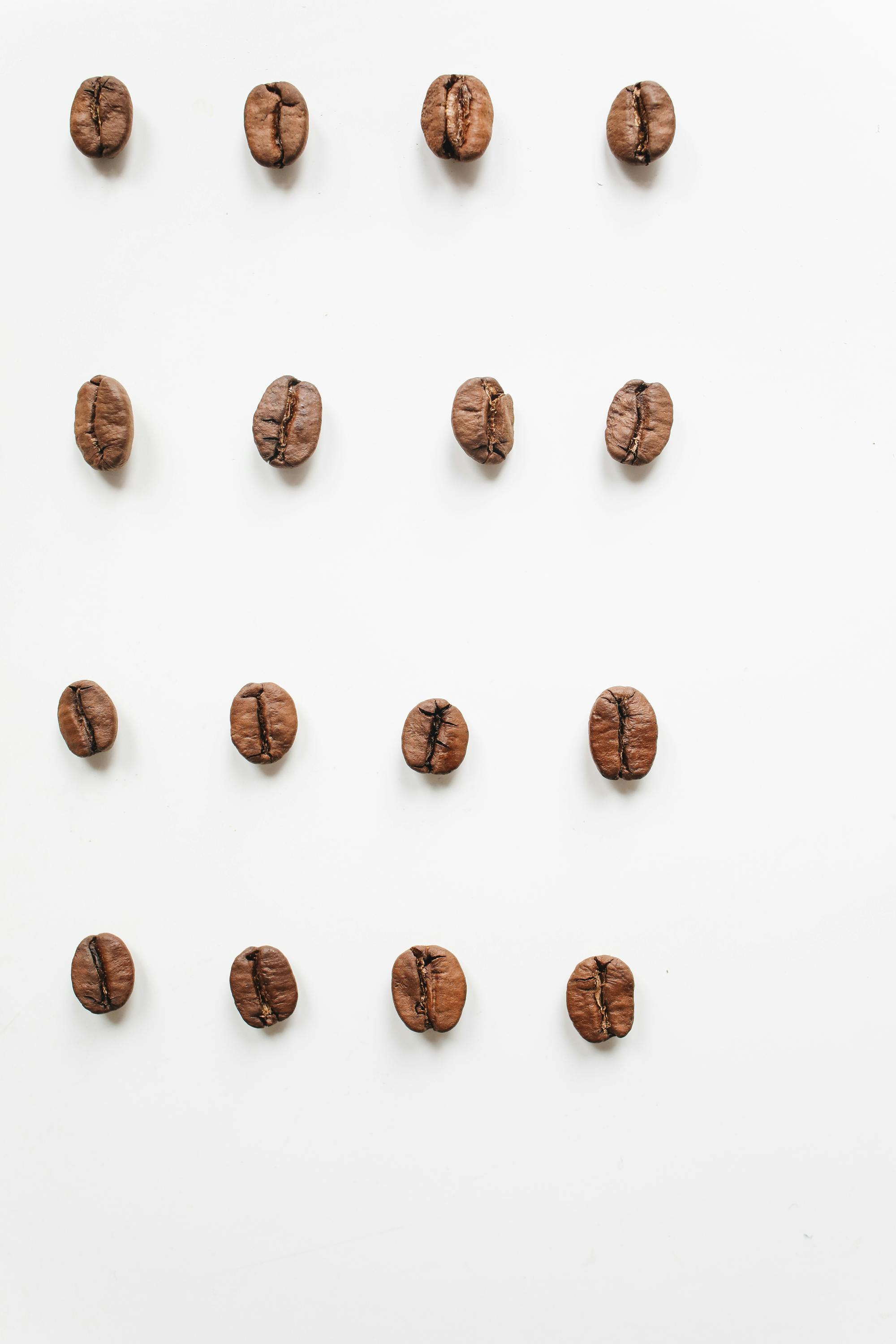 Arabica vs robusta : comprendre les différences