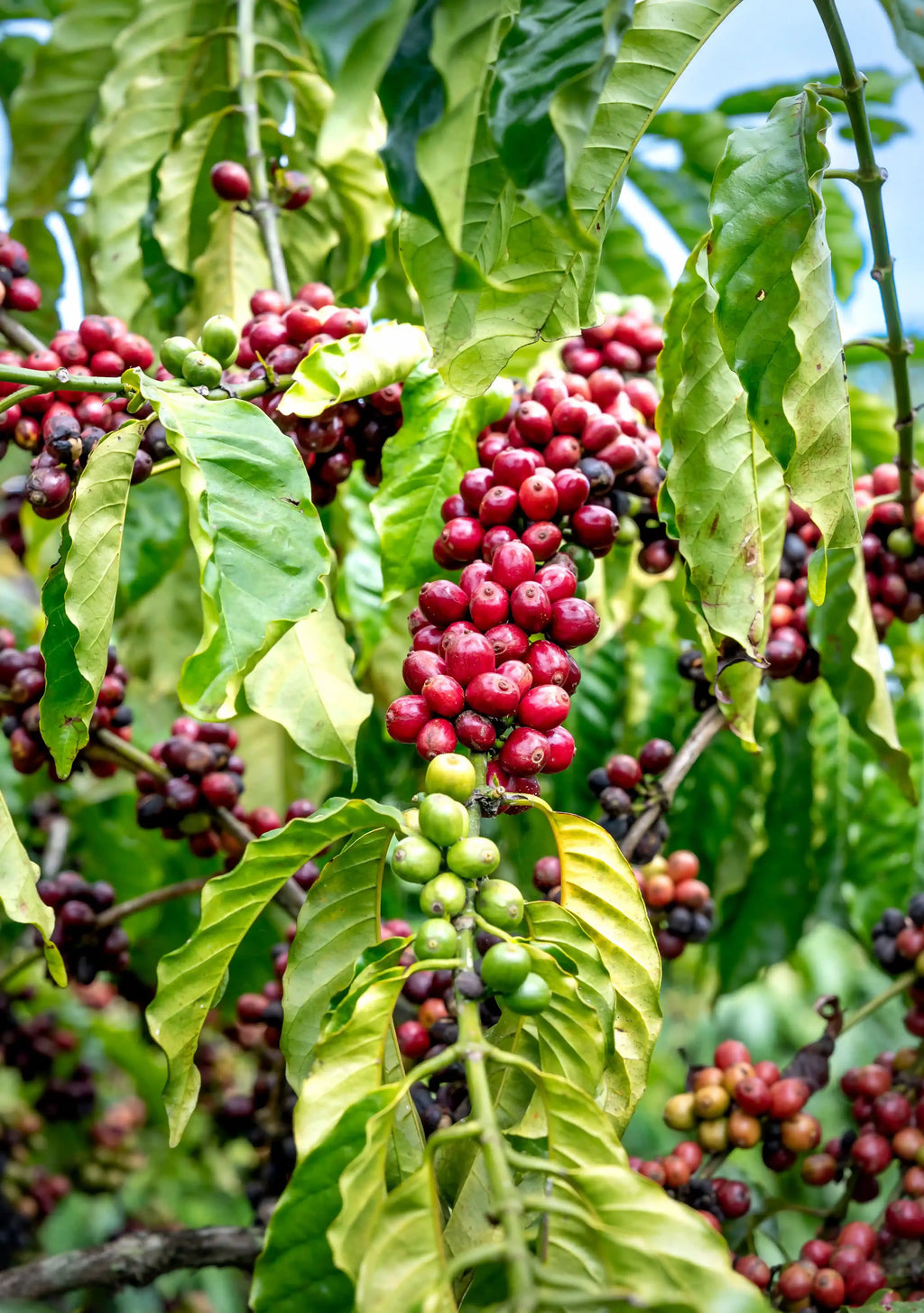 Photo des cerises de café du Brésil dans les plantations tropicales.