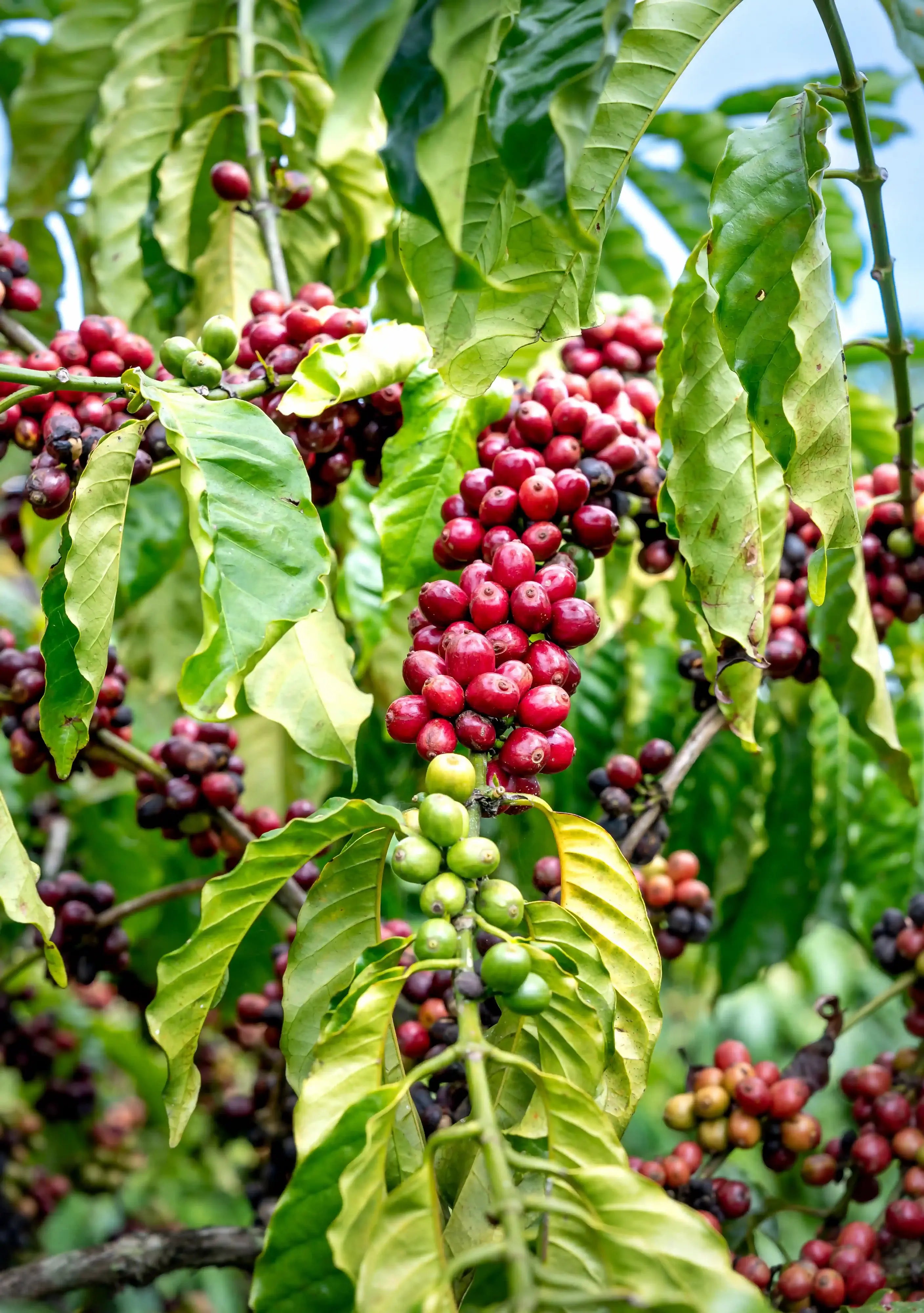 Photo des cerises de café du Brésil dans les plantations tropicales.