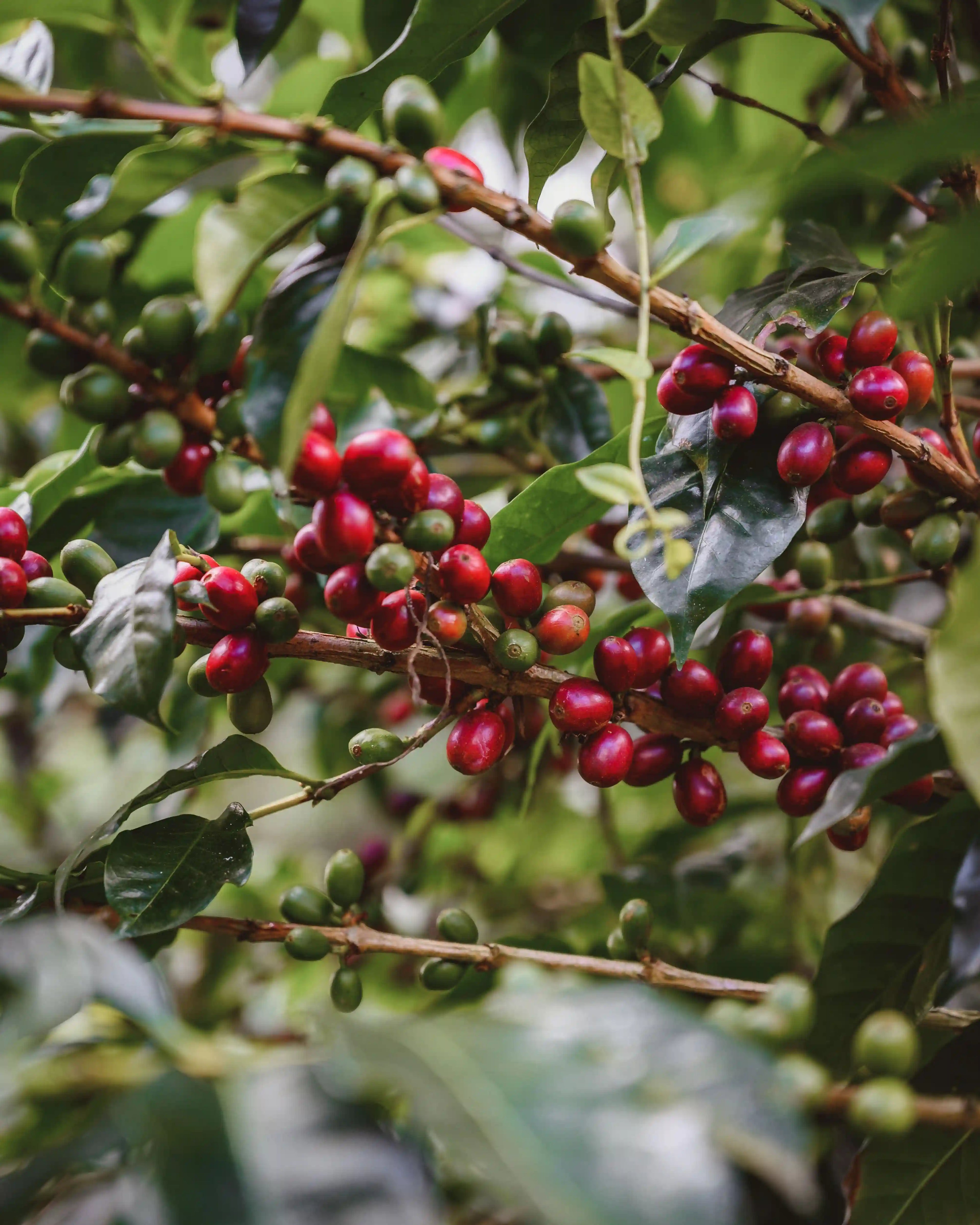 Photo des cerises de café de Colombie dans les plantations tropicales.