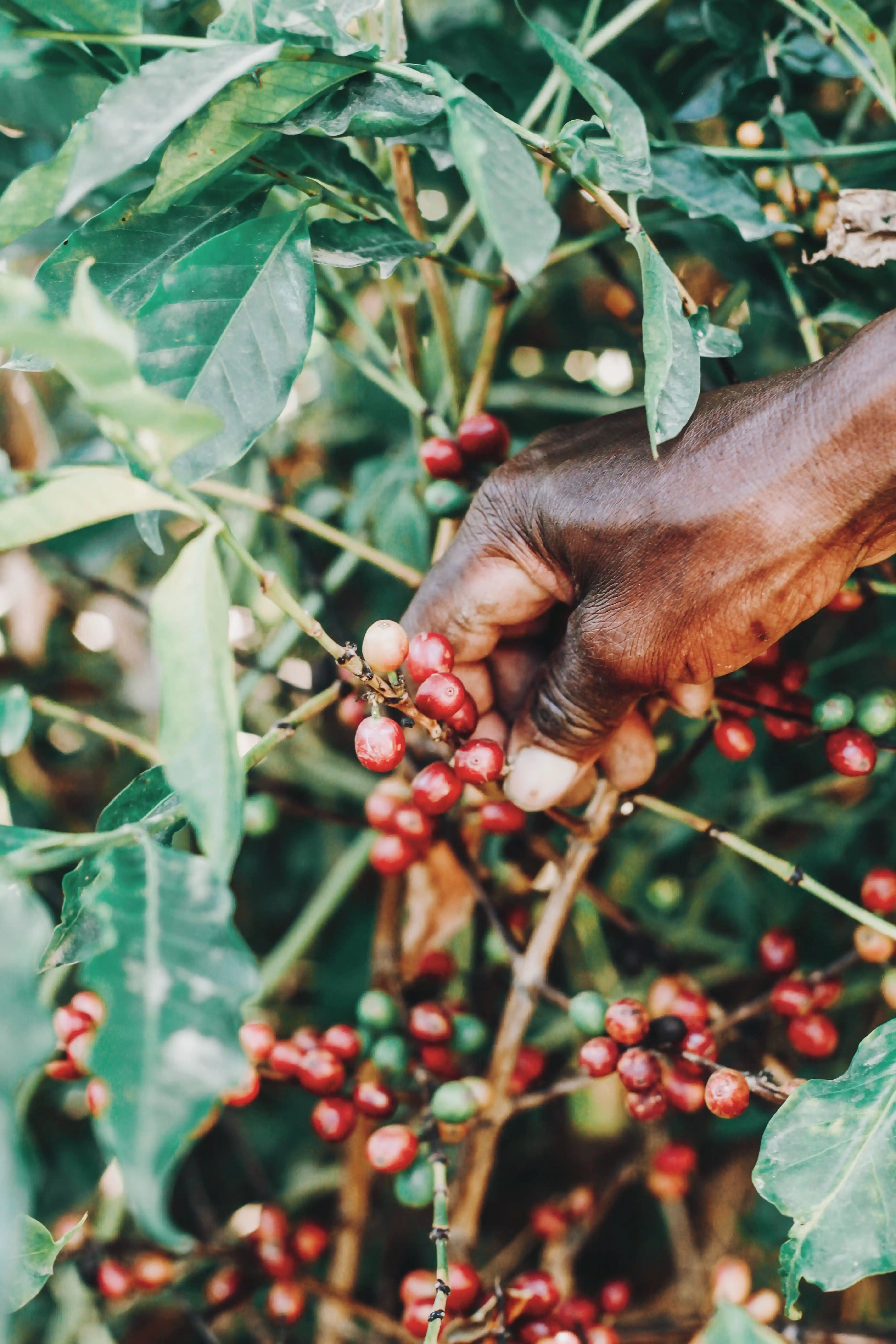 Photo des cerises de café d'Ethiopie dans les plantations tropicales.
