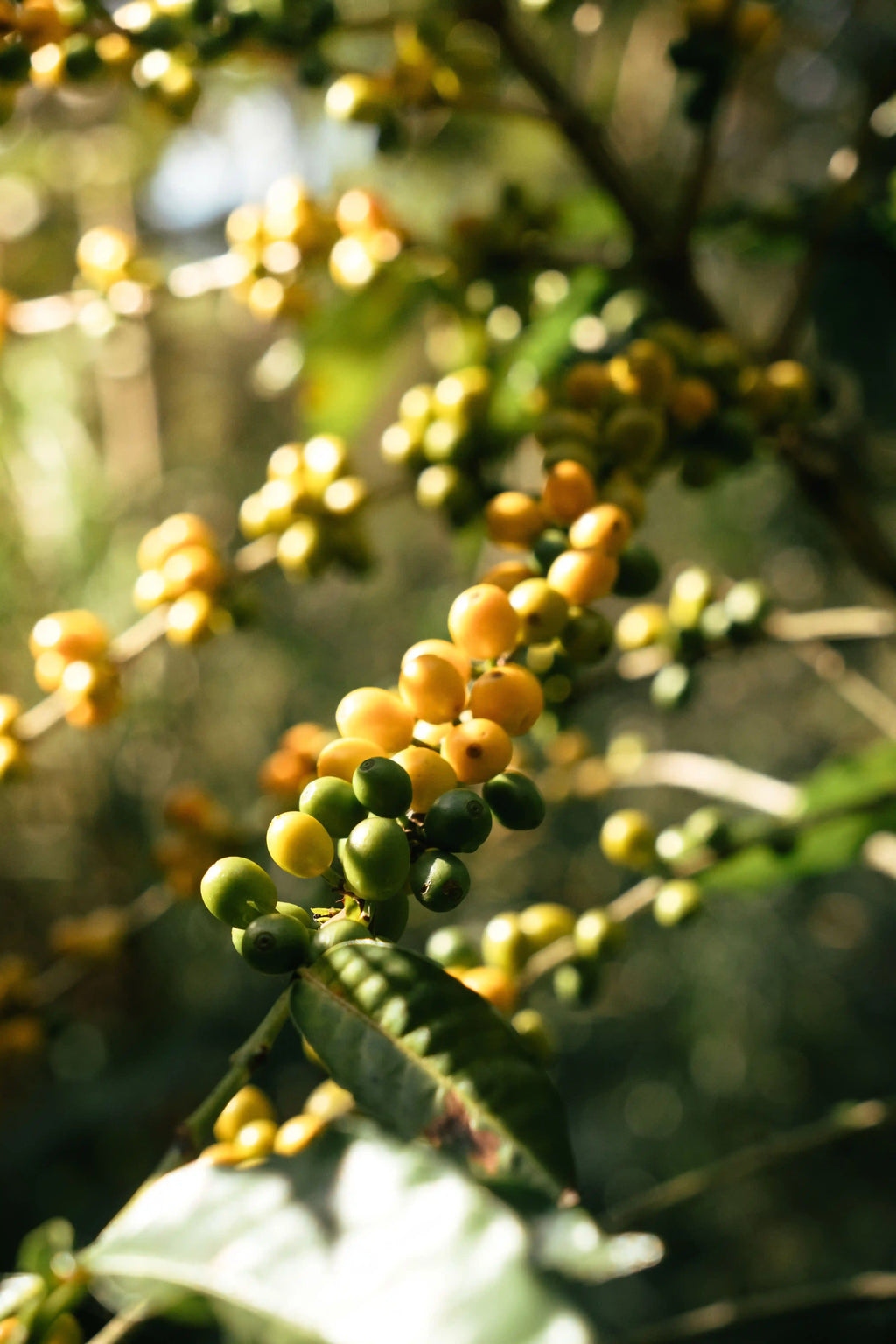 Photo des cerises de café du Kenya dans les plantations tropicales.