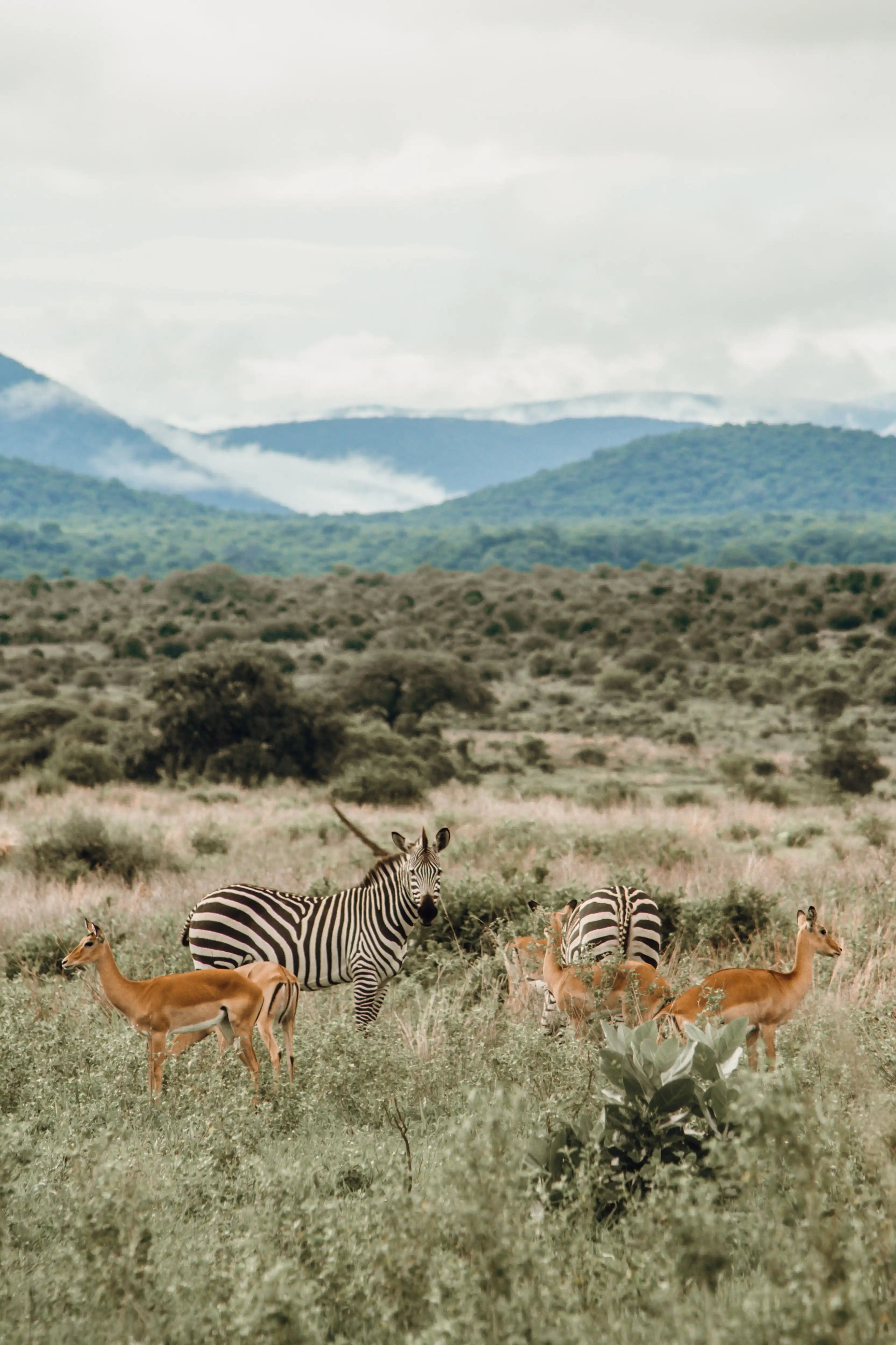 Photo de zèbres et impalas dans la savane kényane avec les montagnes brumeuses en arrière-plan.