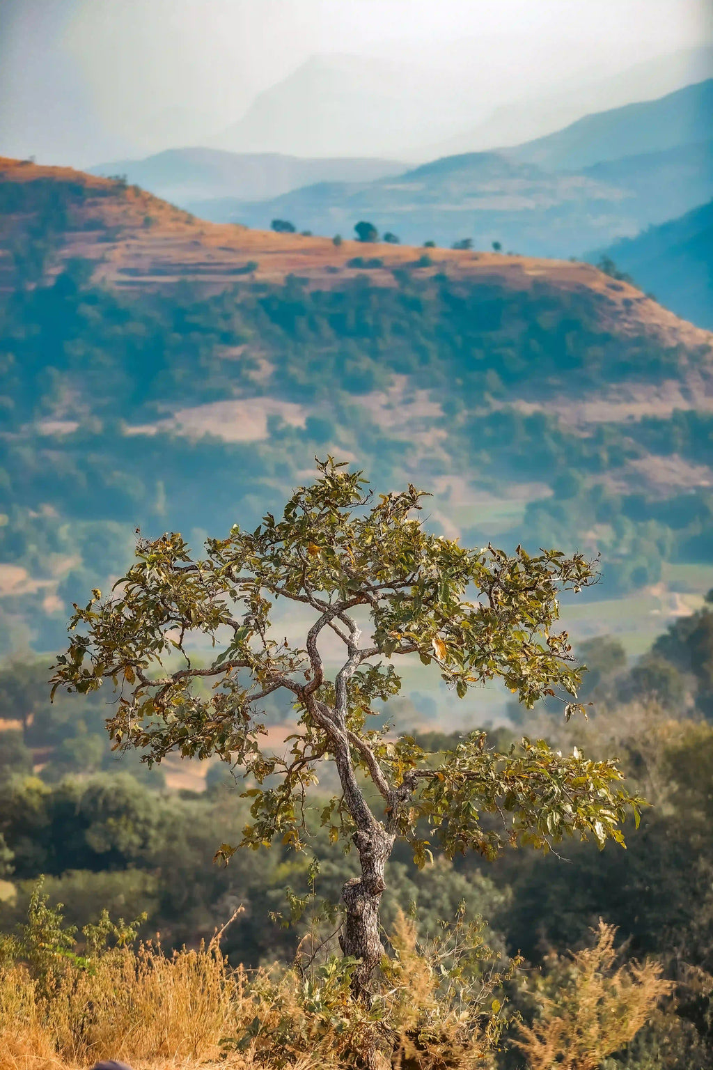 Photo d'un arbre isolé sur les collines et montagnes brumeuses des hauts plateaux éthiopiens.
