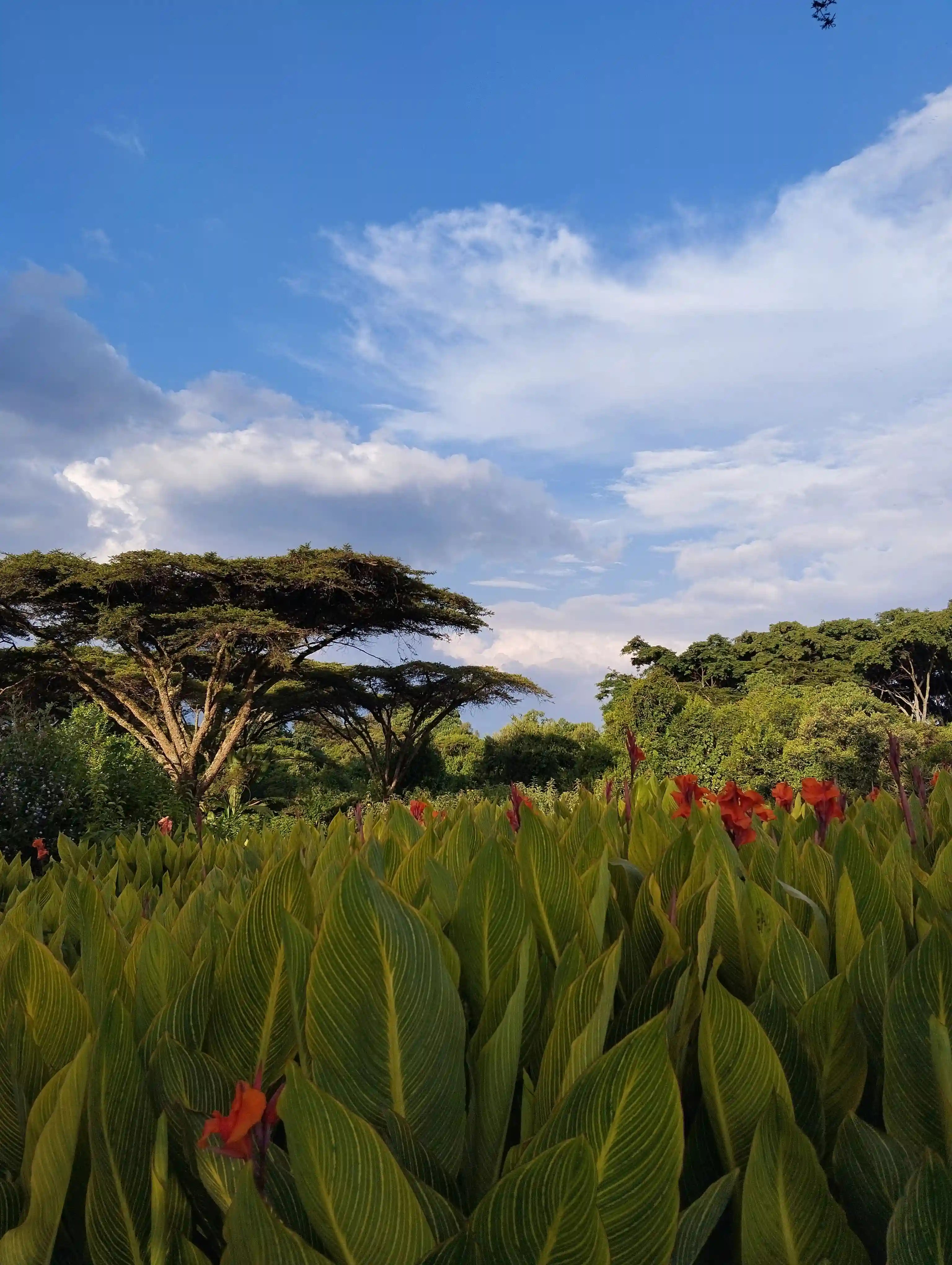 Photo de la végétation tropicale avec fleurs rouges et acacias sous un ciel bleu au Kenya.