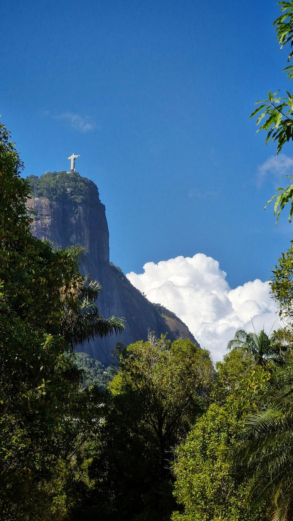 Photo de la statue du Christ du Corcovado, prise depuis la forêt tropicale en contrebas.