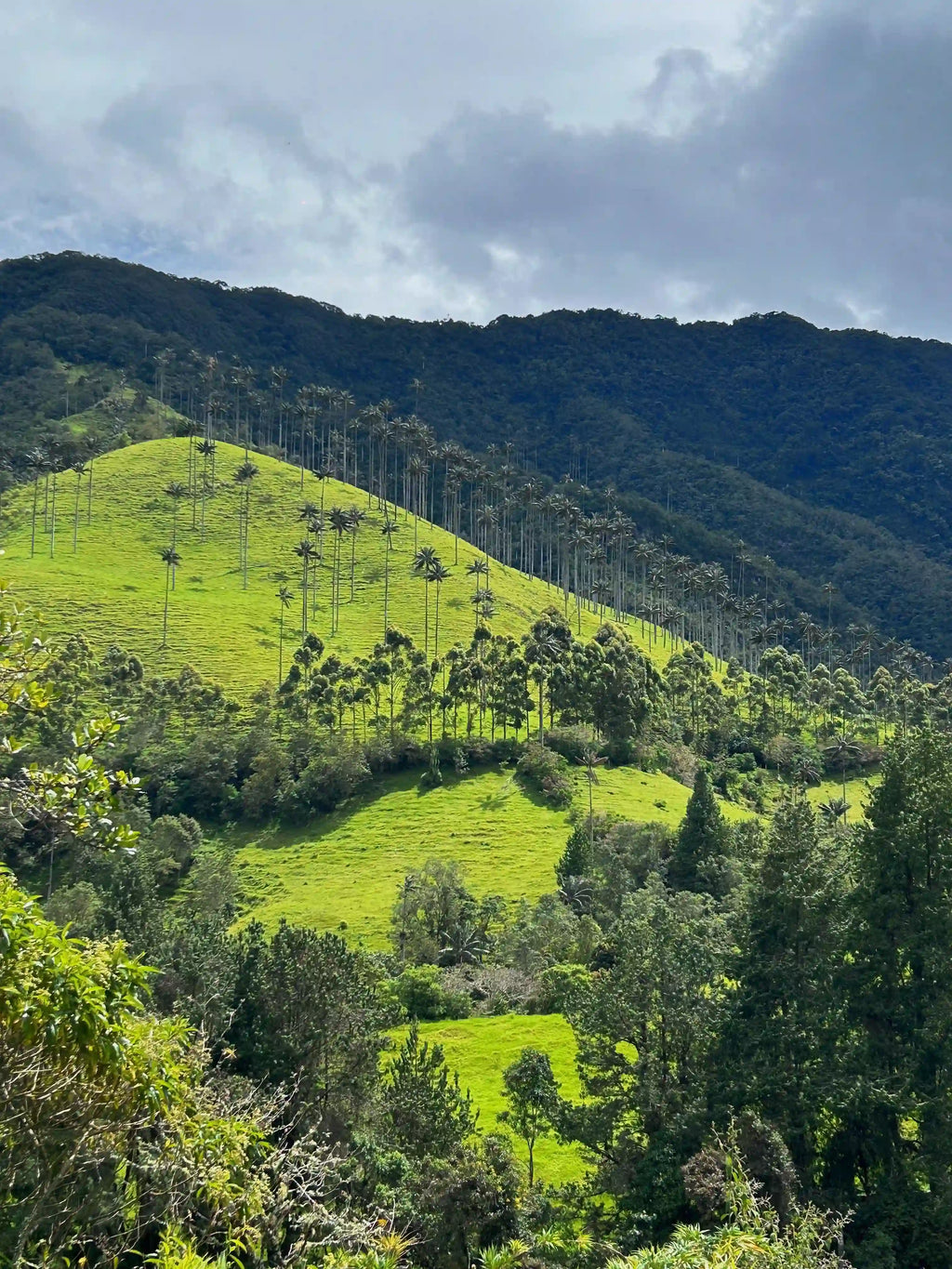 Photo du paysage de collines verdoyantes et de palmiers de cire en Colombie.