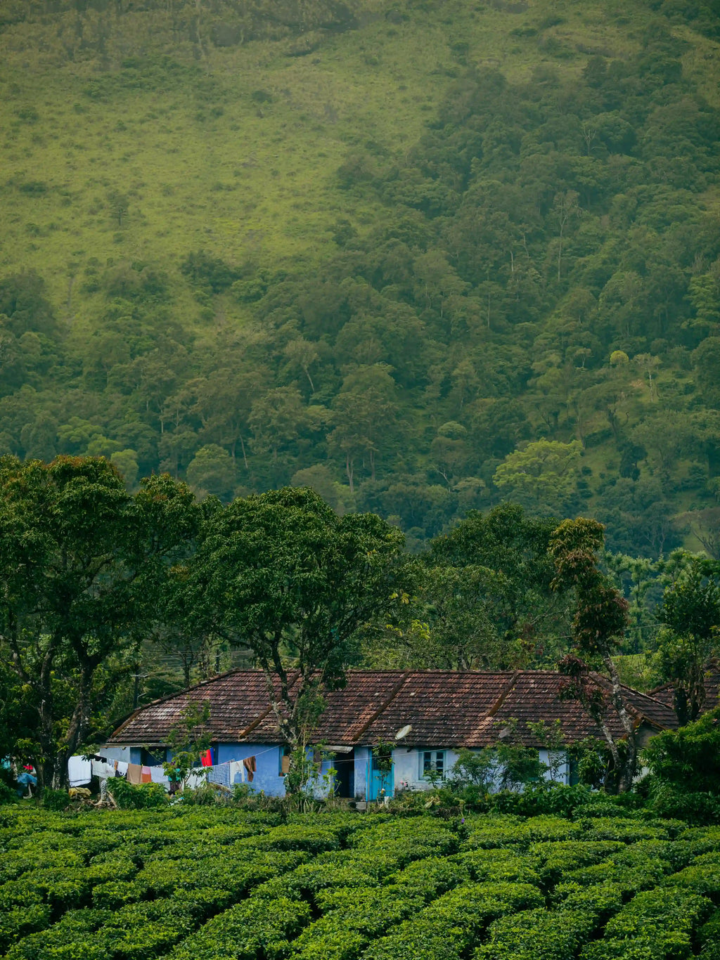 Photo des plantations de café dans un climat tropicale, sur les hauteurs du Brésil.