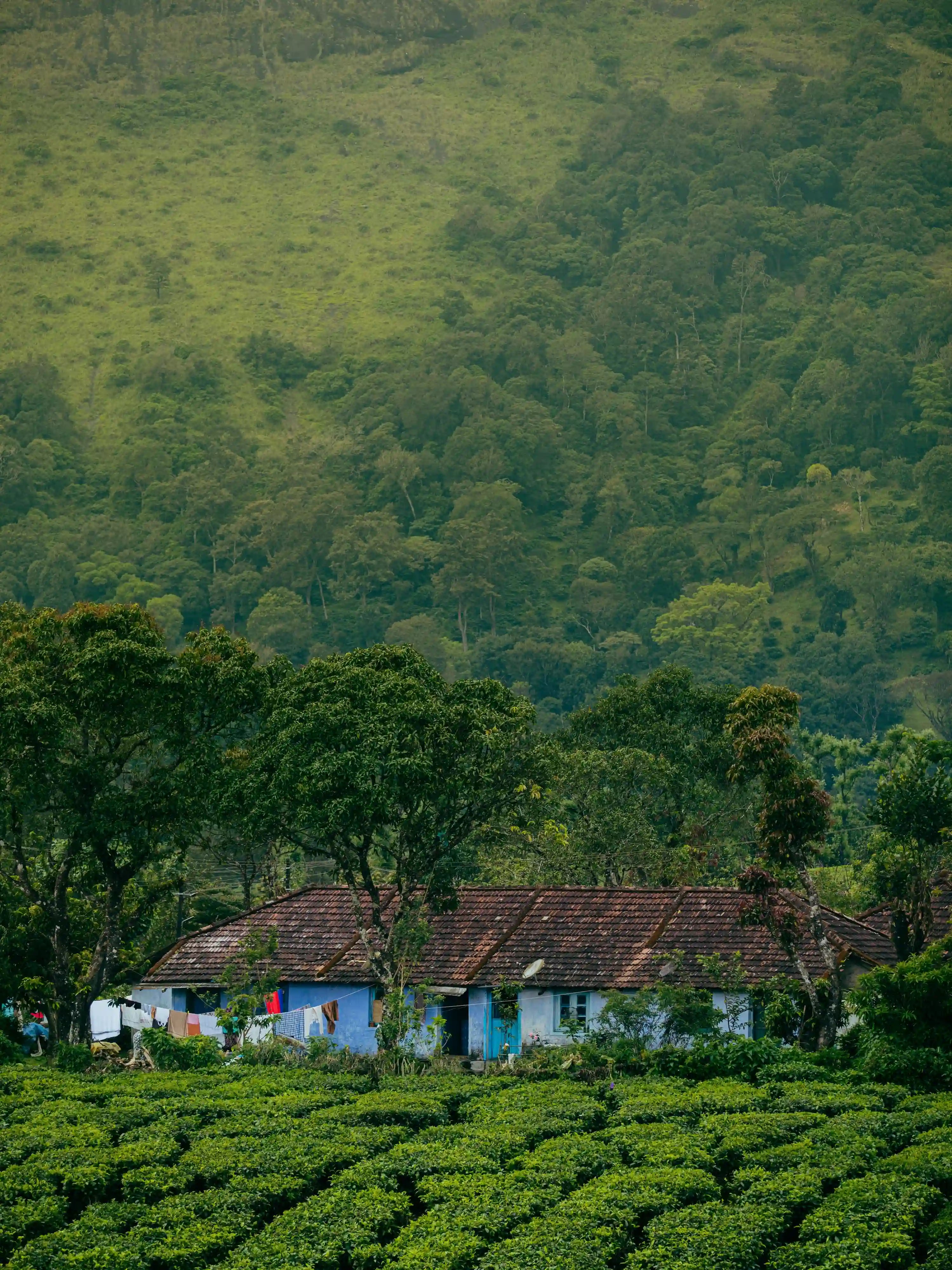 Photo des plantations de café dans un climat tropicale, sur les hauteurs du Brésil.