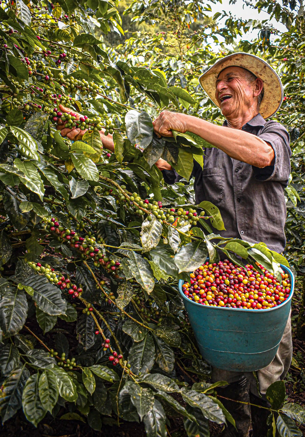 Photo d'un colombien entrain de récolter les cerises de café dans les plantations. 