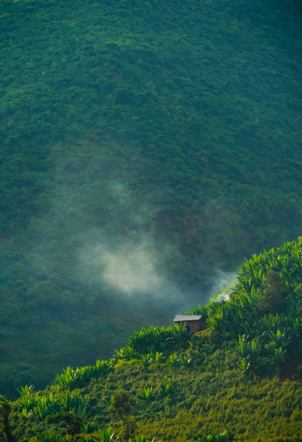 Photo des plantations de café dans un climat tropicale, sur les hauteurs d'Ethiopie.