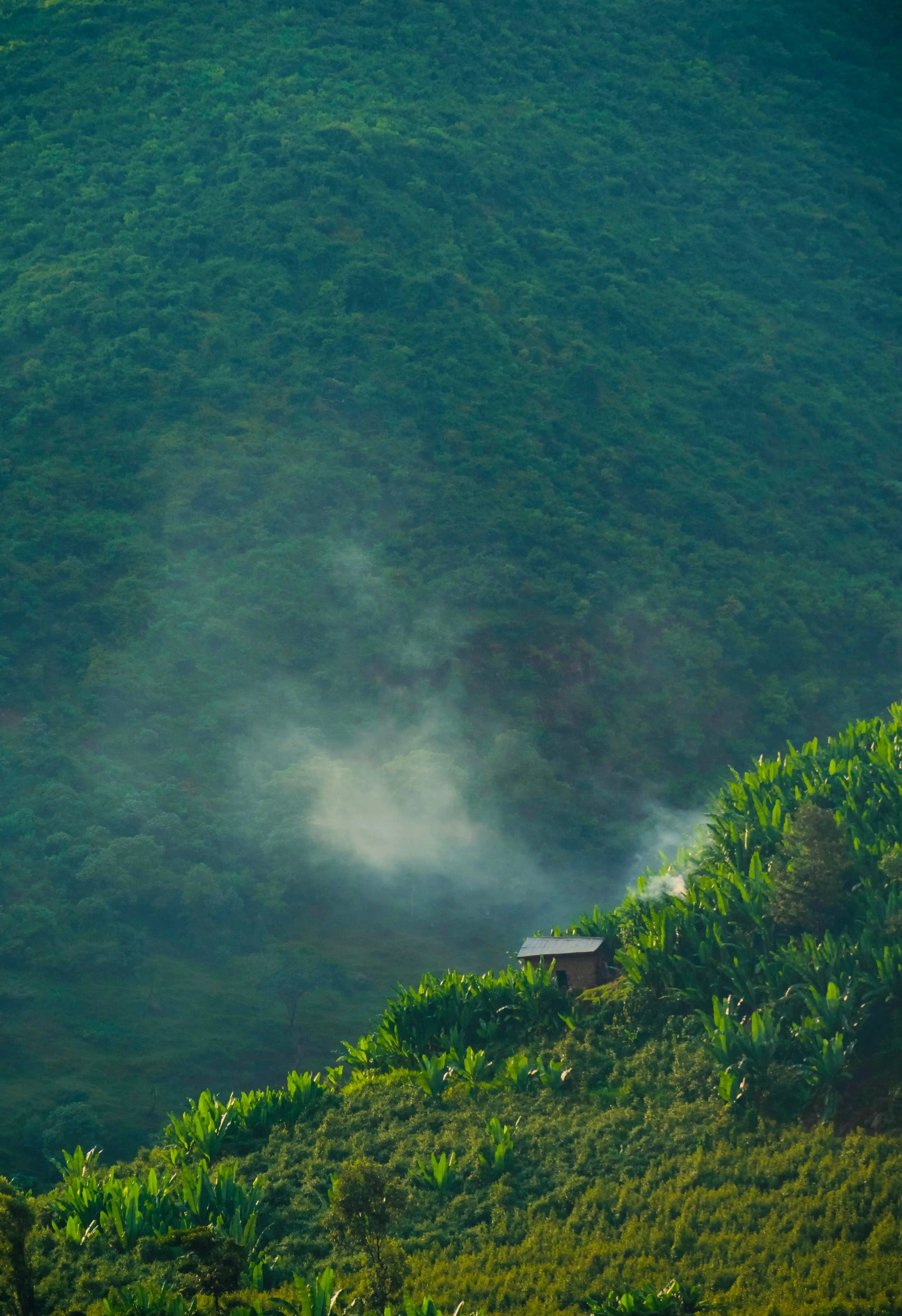 Photo des plantations de café dans un climat tropicale, sur les hauteurs d'Ethiopie.