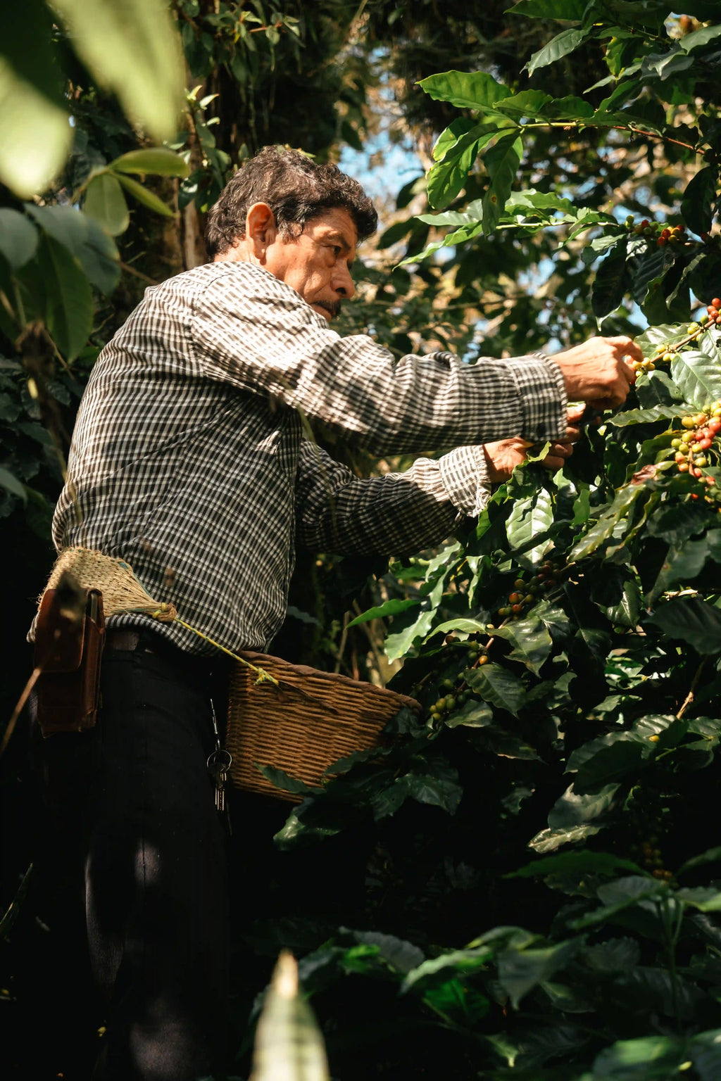 Photo d'un guatémaltèque entrain de récolter les cerises de café dans les plantations. 