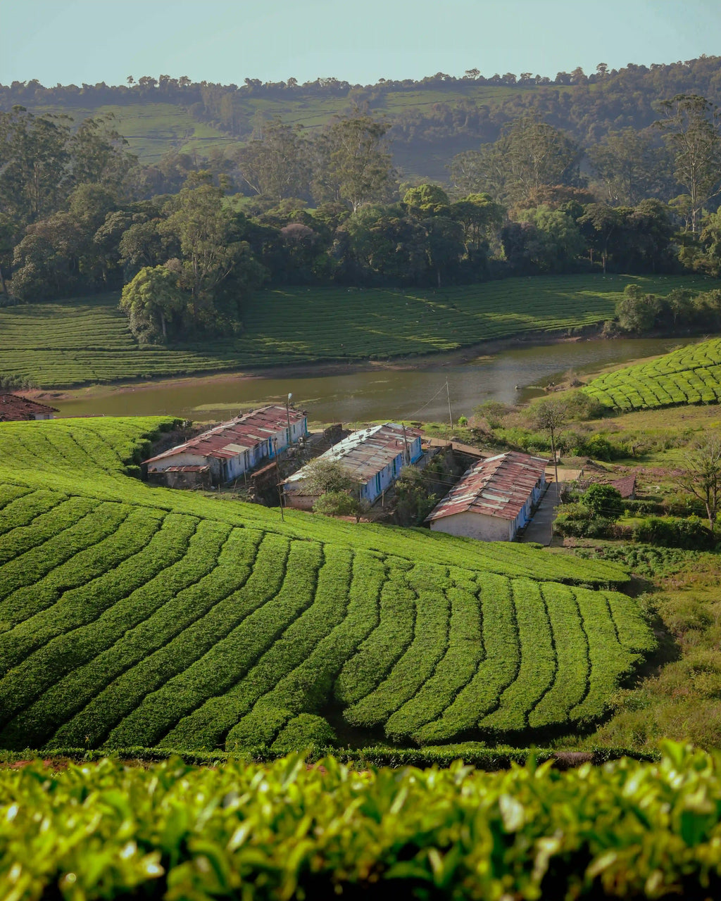 Photo des plantations de café dans un climat tropicale au Kenya.